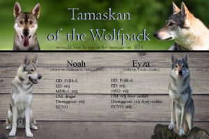Tamaskan of the Wolfpack