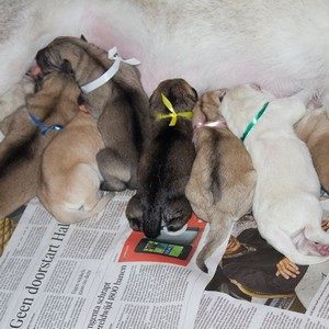 Pups geboren